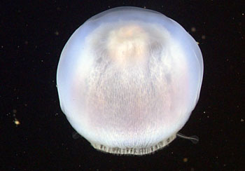 The unusual jelly Deepstaria enigmatica has a large, deep bell that captures prey, trapping it within the remarkably extensible bell.