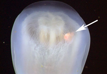 The commensal isopod Anuropus lives inside the bell. The arrow is pointing to the isopod.