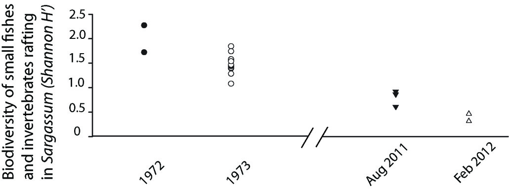Fig 1. Recent and historical biodiversity of fishes and invertebrates rafting in Sargassum in Sargasso Sea, between 25º–29 ºN (white triangles in map above)