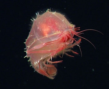 The Eryoneicus larval stage of a type of deep-sea lobster is relatively common here in the Gulf. We saw them almost every other day.