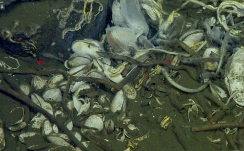 Dense populations of (top) giant tubeworms (Lamellibrachia sp.), serpulid worms, and (bottom) clams thrive at the cold seeps we observed. These dense populations of animals are supported through a symbiotic relationship with bacteria that thrive on the chemical-rich waters seeping up through the seafloor. The clams and worms provide a stable home to certain species of bacteria, which, in turn, provide food for their hosts.