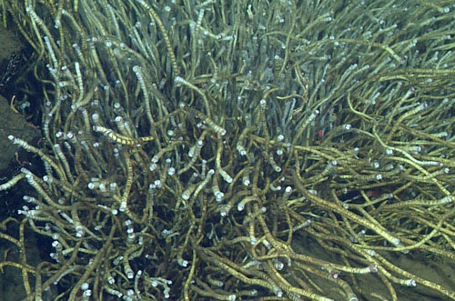High densities of seep worms (Lamellibrachia sp.) are supported by utilizing chemosynthetic bacteria that thrive off chemicals in the seep fluids. These worms are related to the worms found at hydrothermal vents and other cold seeps; they all belong to the family Siboglinidae.