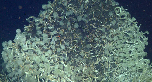 High densities of serpulid polychaete worms, seen here as the white pom-poms, were consistently found in close proximity to the larger Lamellibrachia sp. It is unclear whether the serpulids also utilize bacterial symbionts, but it seems likely as they have only been seen near the cold seeps and hydrothermal vents. Specimens collected today can be used to determine the species and whether or not they have chemosynthetic bacterial symbionts.