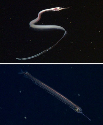 Today we observed quite a few deep-sea fish that seem to be coping with the low oxygen level of the deep midwaters here in the Gulf. Top, the snipe eel Nemichthys sp. has a long, slender body which undulates to swim. Bottom, the dragonfish Stomias atriventer, is a species we rarely see in Monterey Bay, but is relatively common here.