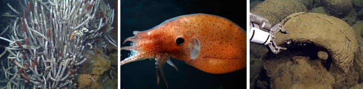 Giant tubeworms, left, a brooding octopus, and a lava pillow are just a few of the amazing finds from MBARI’s 2012 expedition to the Gulf of California.