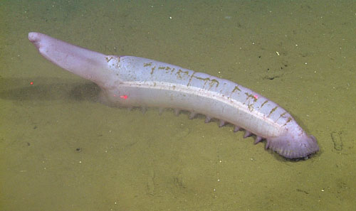 The largest catch of the day was a spectacular sea cucumber, Psychropotes longicauda. This specimen was much larger than the generally recorded size for this species.