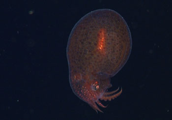 The midwater octopus Japetella diaphana is relatively common in the Gulf at depths around 800 meters.