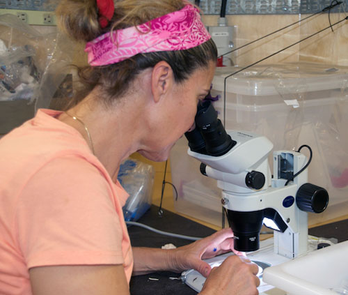 Kathleen Sullivan Sealey identifies species using a microscope.