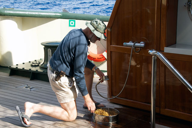 Ken Smith uses fresh water to rinse a sample of Sargassum.
