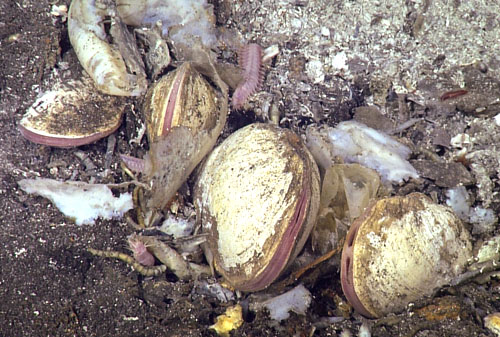 You can clearly see pink mantle tissue in these