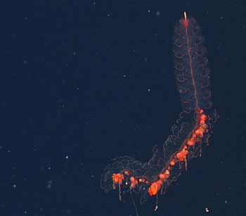 We were pleased to spot the beautiful siphonophore Marrus claudanielis on our ROV dive today. This was the first of many siphonophores that Casey Dunn, Phil Pugh, and Steve Haddock described together as part of their long series of collaborations.