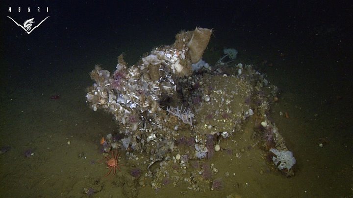 A large mound of sponges, anemones, and tunicates provides habitat for mobile animals like crabs and shrimp.