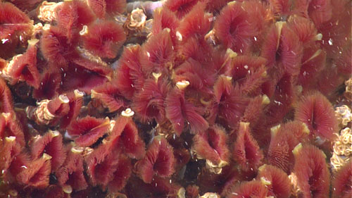 The “Matterhorn” was completely covered with Oasisia alvinae and about 30 were collected for population genetics studies.