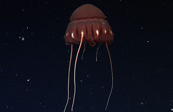 The large, red jelly Paraphyllina sp. is also a common member of the deep midwater in the Gulf.