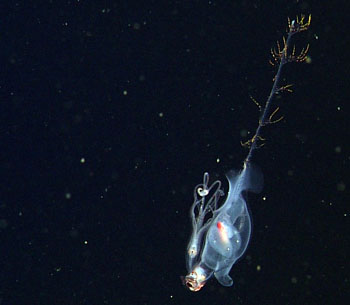 The deep-sea squid, Planctoteuthis danae, has an ornate tail, the function of which is unknown. 