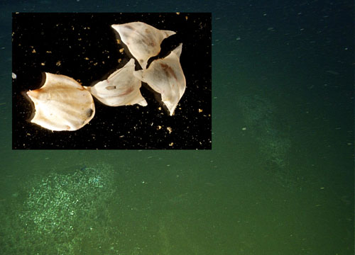 These large mounds (in the lower left and right of image) were seen frequently on our first dive in the Alfonso Basin. They contain large numbers of shells from pteropods, swimming sea snails that are found in the pelagic zone of the ocean. How did they get concentrated into these mounds on the seafloor? Close-up image of pteropod shells taken by Greg Rouse.