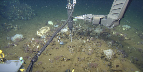 The ROV manipulator holds the laser Raman tip into the sediment where we found small patch of bacterial mat. To the left of the laser, you see the metal T-handle of the “peeper”, which was left in the sediment for over 30 minutes.