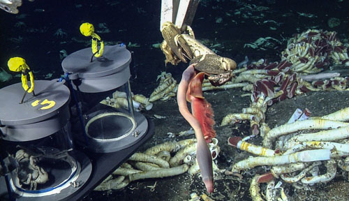 This crab was eating a Riftia tube worm and wouldn’t let it go, even when the manipulator arm of the ROV picked it up!