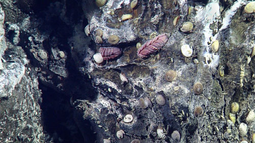 Two species of limpets (brown and white) and scaleworms inhabit a bacteria-covered chimney.