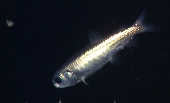 On the fourth day of the cruise we encountered a rare deep-sea in the Bathylagid family. This lanternfish has a beautiful black metallic iridescent skin.