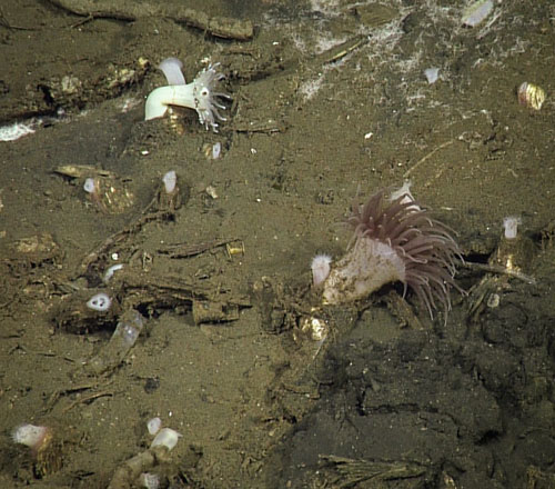 You can see the siphons of the Archivesica diagonalis clams poking up out of the sediment. A couple of these clams also have anemones attached to them.