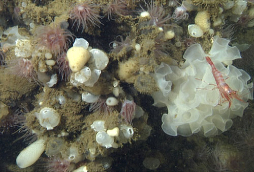 This close up of one of the bioherms, shows a variety of sponges, anemones (the purple tentacles belong to Actinernus sp.), tunicates, and a small shrimp (Pandalopsis sp.).