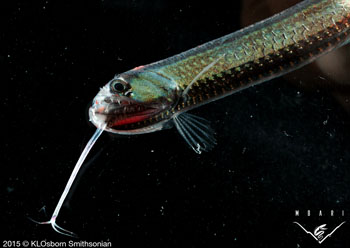 Close-up of the head and chin lure of Stomias atriventer. Photo by Karen Osborn.