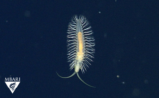 Like tomopterids, worms in the genus Swima swim freely in the depths of Monterey Canyon, undulating their bodies and beating their parapodia. Their sharp spines may help protect them from predators. When disturbed, some species release small oval sacs of bright green, glowing fluid that may startle or distract predators, earning them the nickname 