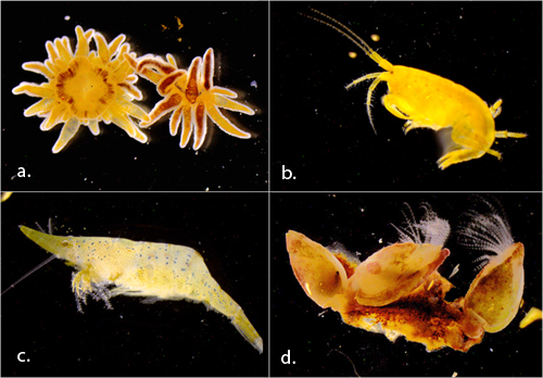 a. We found several of these tiny anemones for the first time which are reported to be very common in <span class=