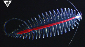 Tomoptorid worm