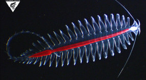 Bristle worms get their turn • MBARI