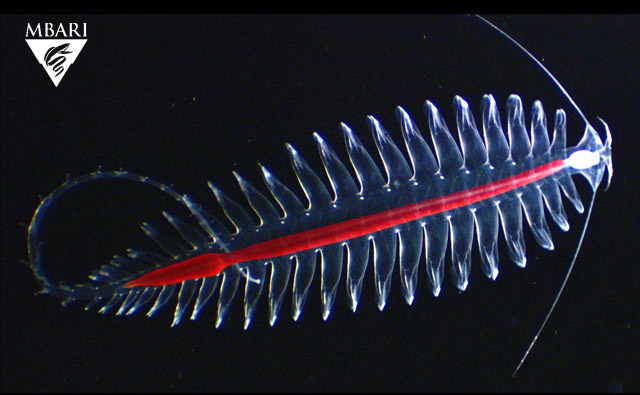 Tomoptorid worm