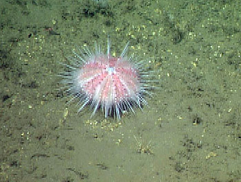 Urchin