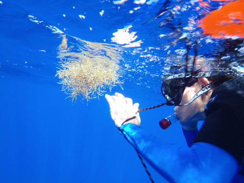 Alana Sherman investigates Sargassum seaweed in situ. Photographer: Kathleen Sullivan-Sealey
