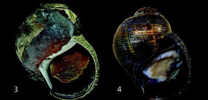 Images of the new Alviconcha species: 1) A. hessleri, 2) A. kojimai, 3) A. boucheti, 4) A. marisindica, 5) A. strummeri, 6) A. adamantis.