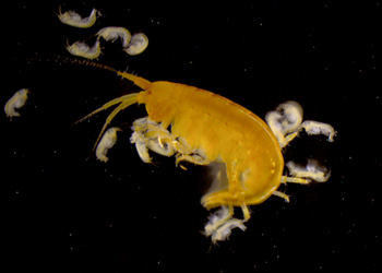 A female amphipod with its recently hatched young. Amphipods carry their eggs in a brood pouch on the underside of their body. Photo: Carola Buchner