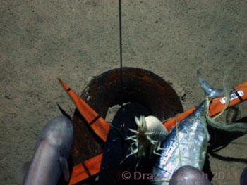 The white giant amphipod in the center of the image is at least 10 centimeters long.
