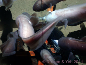 Several types of cusk eels are attracted to the other scavengers at the bait.