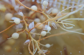 Lepas barnacles are attached to fronds of Sargassum. These species were found at all sampling locations in February 2011 and have been targeted for genetic study. Photo: Debbie Nail Meyer