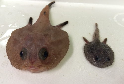 Representative specimens of two species of batfish that we observed off Cabo Pulmo.
