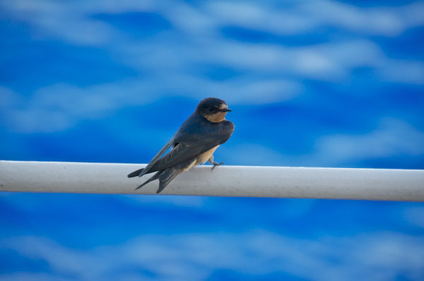 Four, small swallow or swift-type birds appeared around the ship today as we drifted at station #6. The birds were possibly blown off-course by winds and are finding temporary refuge on the ship.