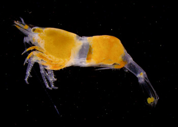 A Hippolyte or bumblebee shrimp. Photo: Carola Buchner