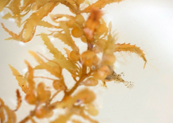 Like most of the macrofauna we’ve seen in our samples, the Sargassum fish is perfectly camouflaged for hiding in the fronds of its seaweed habitat.