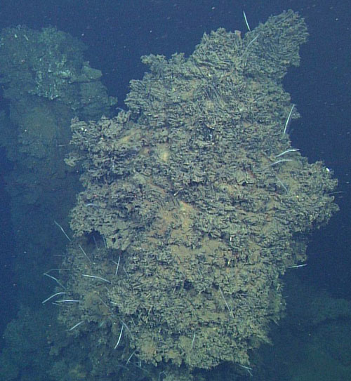 The white stalks seen on this inactive chimney are a species of carnivorous sponge, Cladorhiza evae, which were discovered and named by Lonny Lundsten on MBARI’s 2012 GOC expedition.