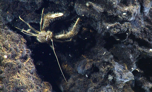 A Munidopsis lentigo crab hanging out on a rocky outcrop. It is new for scientists to see this species of crab in this locality.