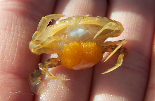 Researchers found a female crab carrying eggs in Sargassum samples from Station 3. They expect these and other signs of spring to become more common in the southern sampling sites.