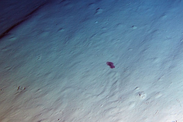 The swimming sea cucumber, Enypniastes, was also seen drifting by the observatory. © MBARI/SOI 2011