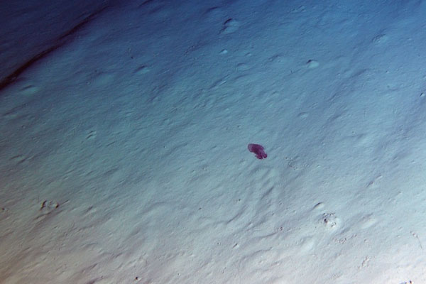 The swimming sea cucumber, Enypniastes, was also seen drifting by the observatory. © MBARI/SOI 2011