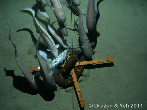 Cusk eels investigate the bait, appearing to orient themselves into an invisible current.