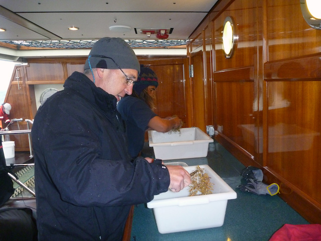 Dale Graves helps sort Sargassum seaweed samples.